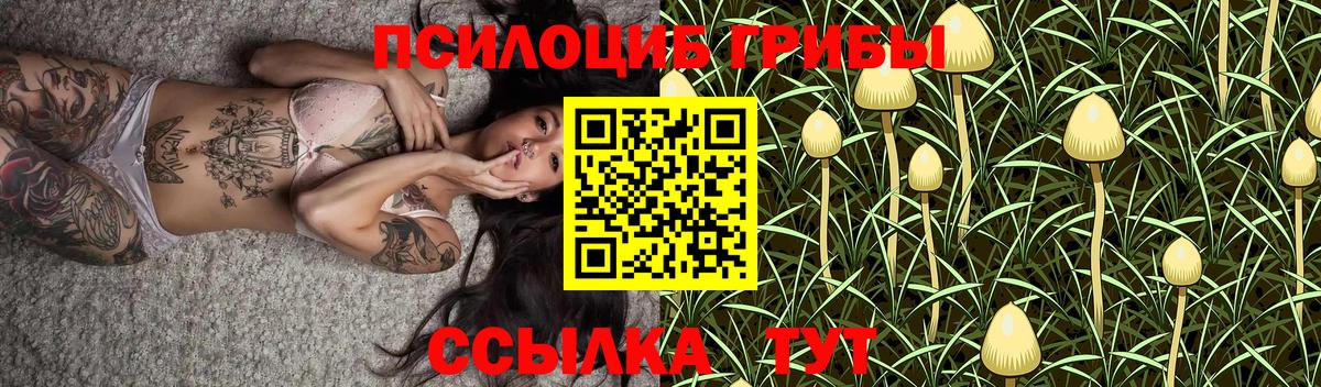 Галлюциногенные грибы Psilocybe Калининград