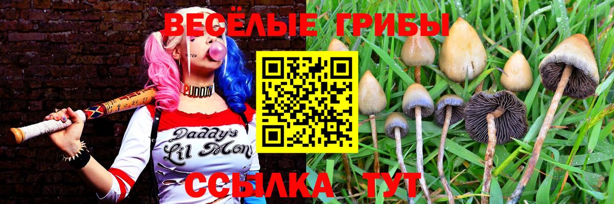 Калининград  Псилоцибиновые грибы прущие грибы  как найти закладки  Вход с VPN  Псилоцибиновые грибы Cubensis 